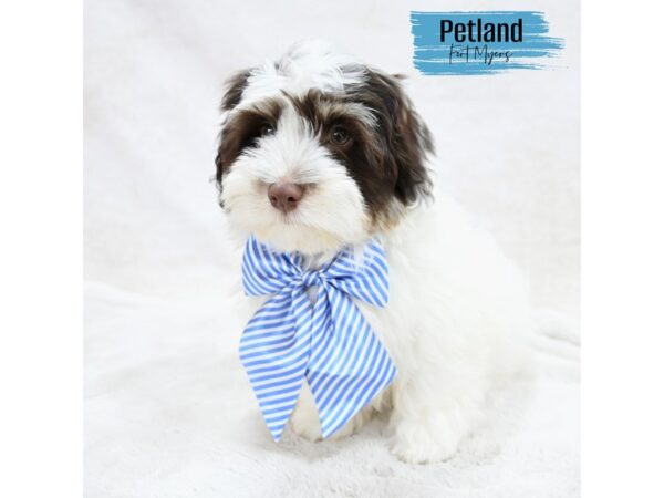 Havanese--Male---Petland Fort Myers, Florida