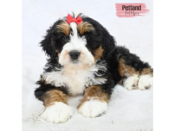 Miniature Bernedoodle--Female---Petland Fort Myers, Florida
