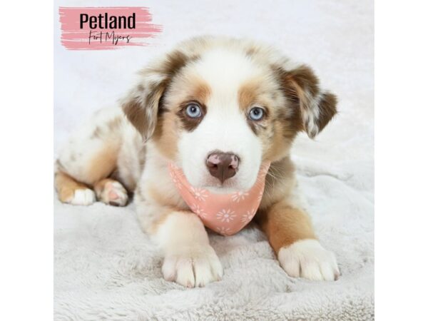 Australian Shepherd--Female---Petland Fort Myers, Florida