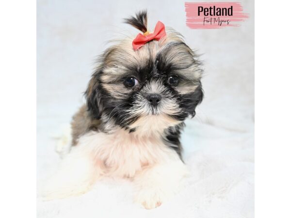 Shih Tzu--Female---Petland Fort Myers, Florida