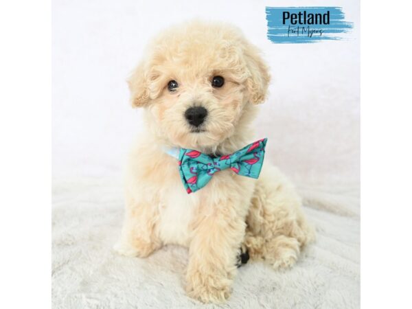 Bichapoo--Male---Petland Fort Myers, Florida