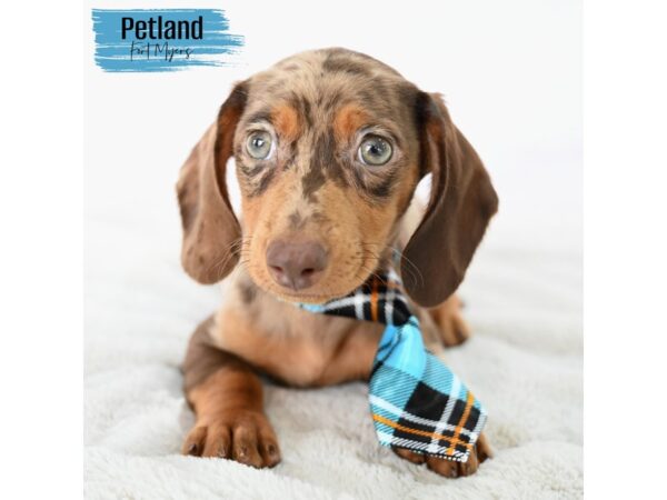Dachshund--Male---Petland Fort Myers, Florida