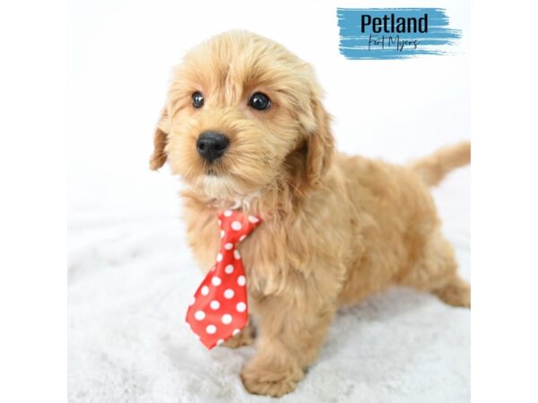 Goldendoodle Mini--Male---Petland Fort Myers, Florida