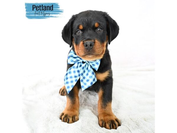 Rottweiler--Male---Petland Fort Myers, Florida