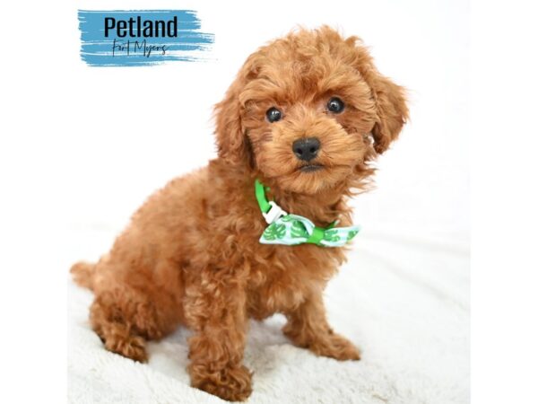 Miniature Poodle--Male---Petland Fort Myers, Florida