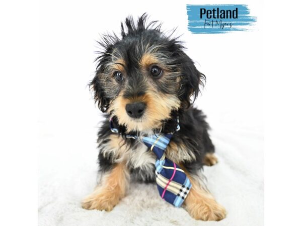 Yorkiepoo--Male---Petland Fort Myers, Florida