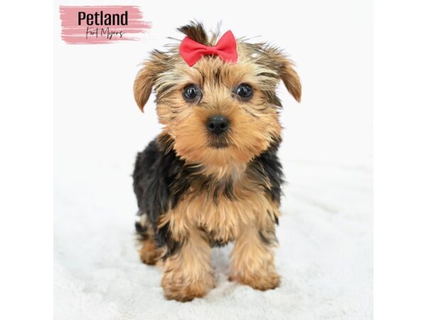 Yorkshire Terrier--Female---Petland Fort Myers, Florida