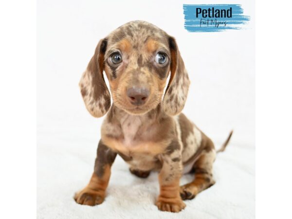 Dachshund--Male---Petland Fort Myers, Florida