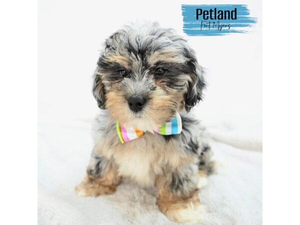 Lhasa Poo--Male---Petland Fort Myers, Florida
