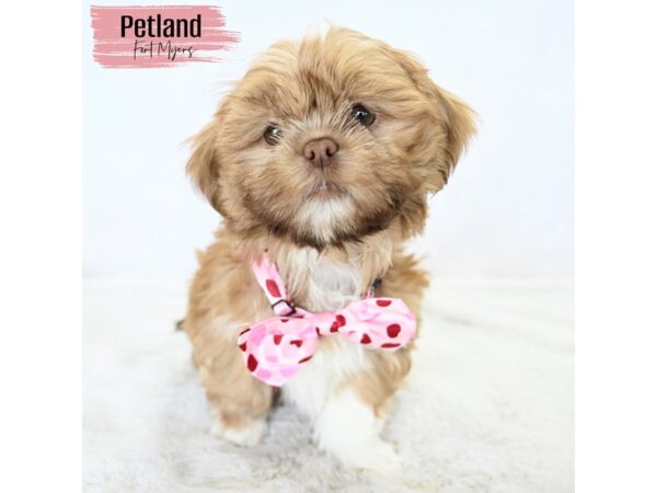 Shih Tzu--Female---Petland Fort Myers, Florida