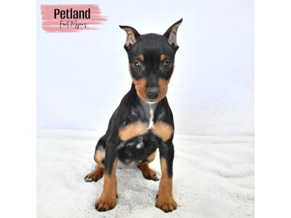 Miniature Pinscher--Female---Petland Fort Myers, Florida