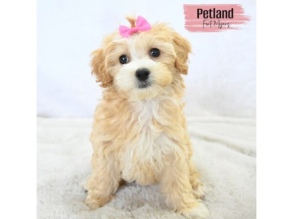 Maltipoo--Female---Petland Fort Myers, Florida