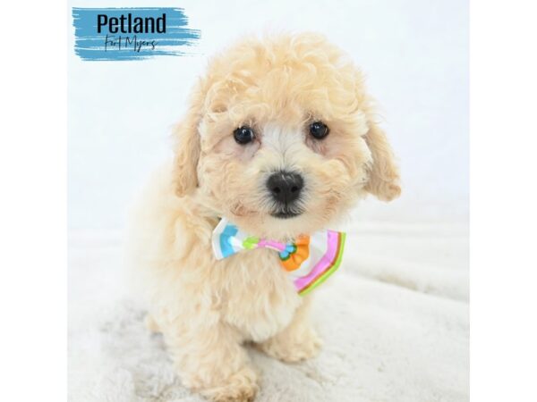 Bichapoo--Male---Petland Fort Myers, Florida