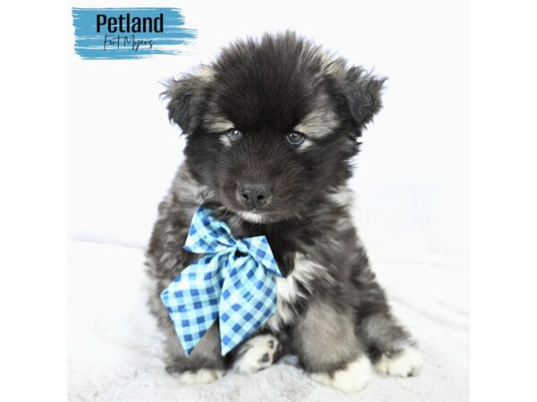 Siberian Husky--Male---Petland Fort Myers, Florida