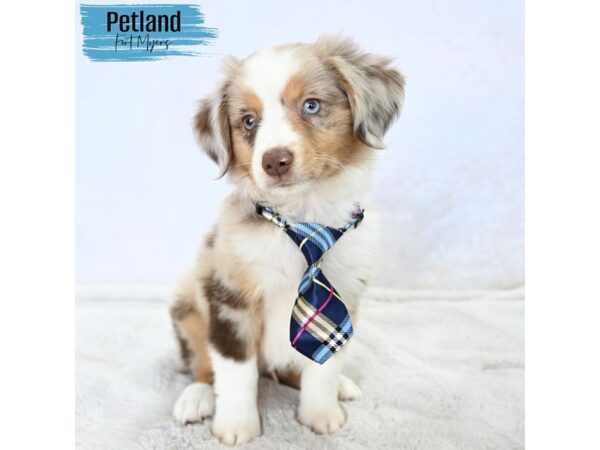 Miniature Australian Shepherd--Male---Petland Fort Myers, Florida