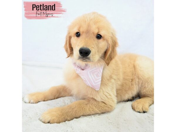 Golden Retriever--Female---Petland Fort Myers, Florida