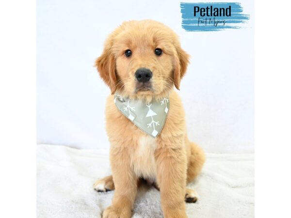 Golden Retriever--Male---Petland Fort Myers, Florida
