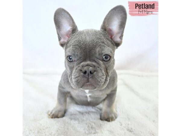 French Bulldog--Female---Petland Fort Myers, Florida