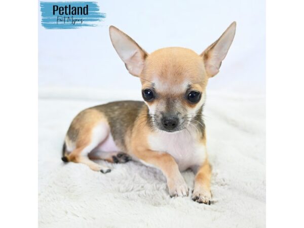 Chihuahua--Male---Petland Fort Myers, Florida