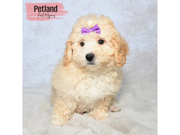 Maltipoo--Female---Petland Fort Myers, Florida