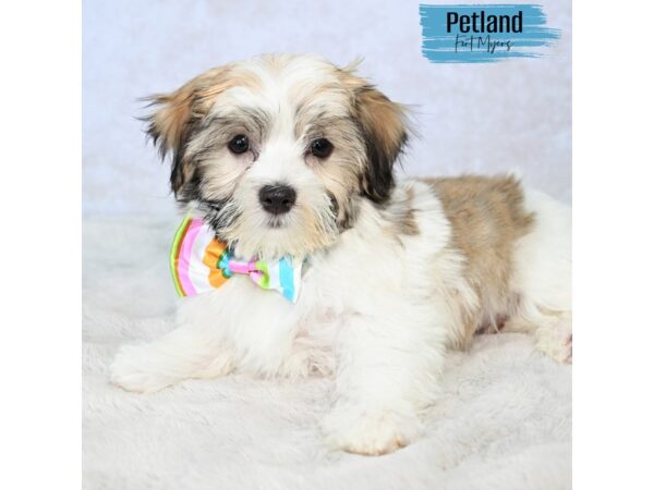 Havachon--Male---Petland Fort Myers, Florida