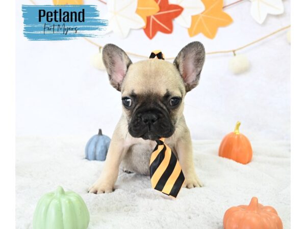 French Bulldog--Male---Petland Fort Myers, Florida