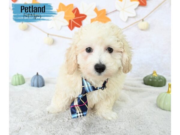 Bichon Poo--Male---Petland Fort Myers, Florida
