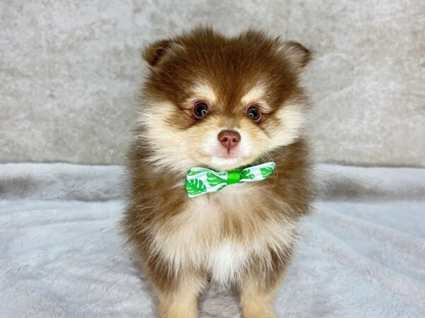 Pomeranian--Male---Petland Fort Myers, Florida