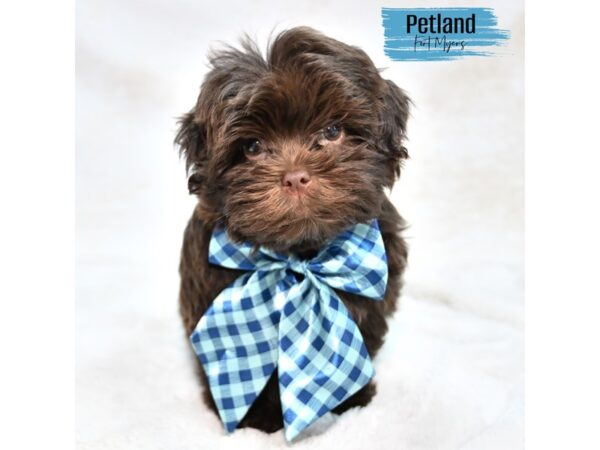 Hava Tzu--Male---Petland Fort Myers, Florida