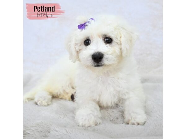Bichon Frise--Female---Petland Fort Myers, Florida