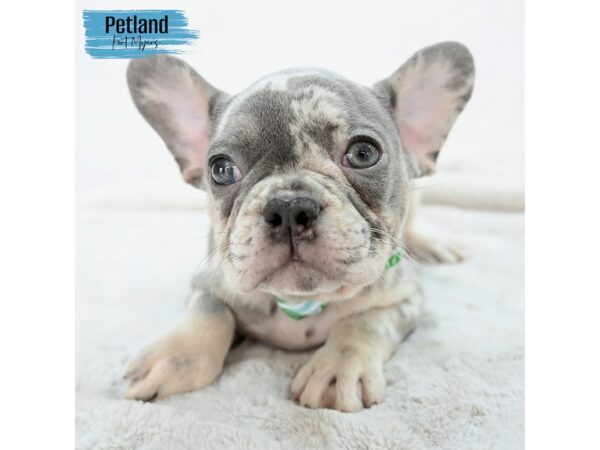 French Bulldog--Male---Petland Fort Myers, Florida