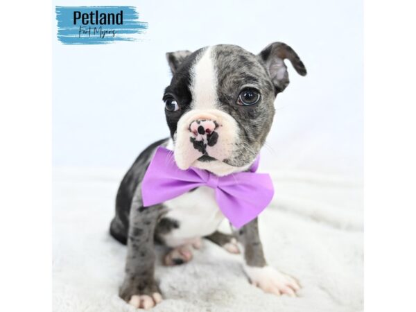 Boston Terrier--Male---Petland Fort Myers, Florida