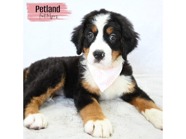 Bernese Mountain Dog--Female---Petland Fort Myers, Florida
