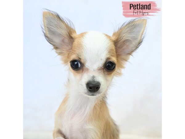 Chihuahua--Female---Petland Fort Myers, Florida