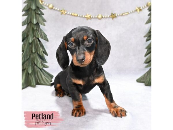 Dachshund--Female---Petland Fort Myers, Florida