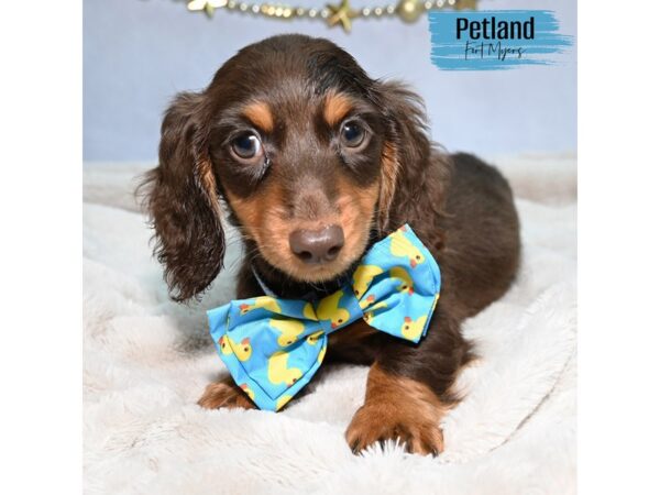 Dachshund--Male---Petland Fort Myers, Florida