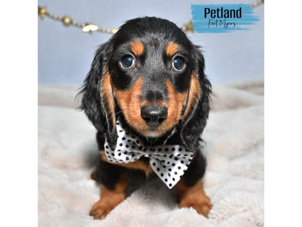 Dachshund--Male---Petland Fort Myers, Florida