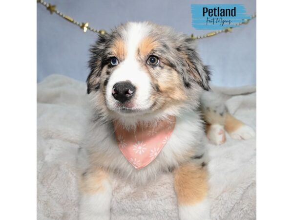 Australian Shepherd--Male---Petland Fort Myers, Florida