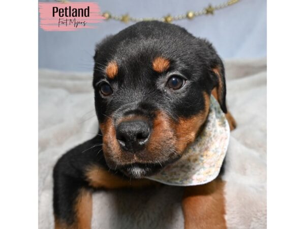 Rottweiler--Female---Petland Fort Myers, Florida