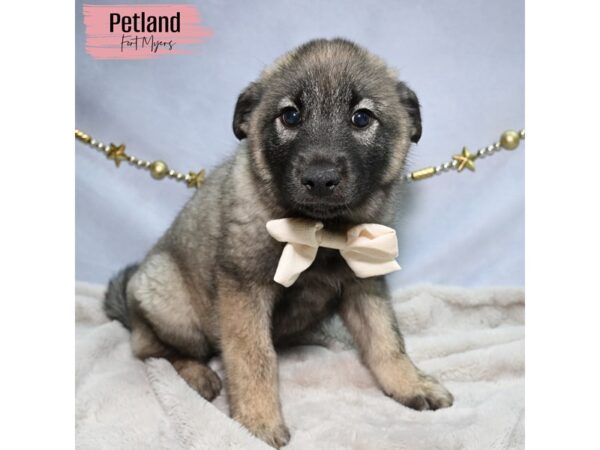 Norwegian Elkhound--Female---Petland Fort Myers, Florida