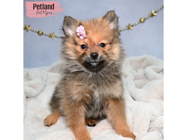 Pomeranian--Female---Petland Fort Myers, Florida