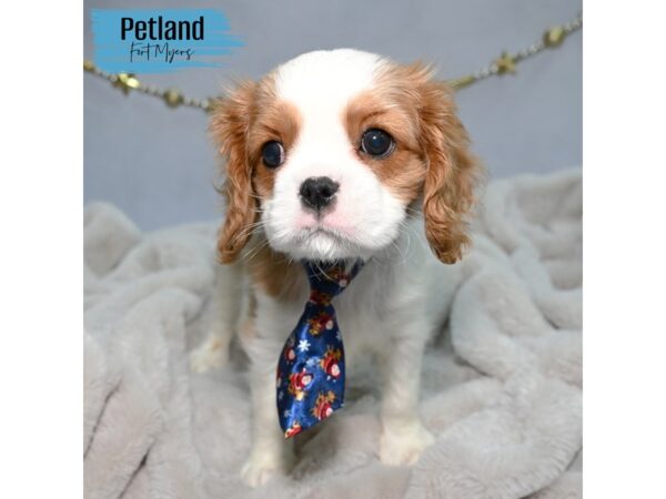 Cavalier King Charles Spaniel--Male---Petland Fort Myers, Florida