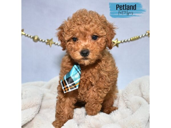 Goldendoodle Mini 2nd Gen--Male---Petland Fort Myers, Florida
