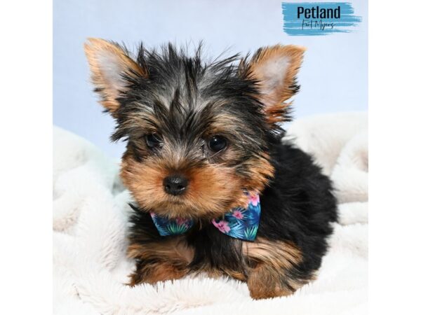 Yorkshire Terrier--Male---Petland Fort Myers, Florida