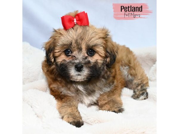 Shihpoo--Female---Petland Fort Myers, Florida