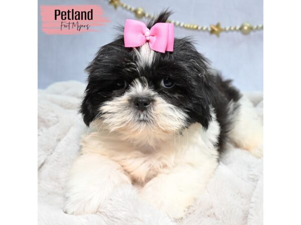 Shih Tzu--Female---Petland Fort Myers, Florida