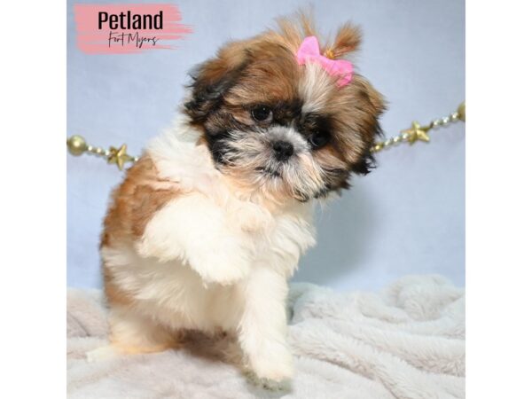 Shih Tzu--Female---Petland Fort Myers, Florida