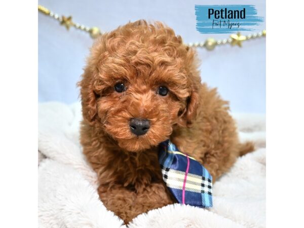 Miniature Poodle--Male---Petland Fort Myers, Florida