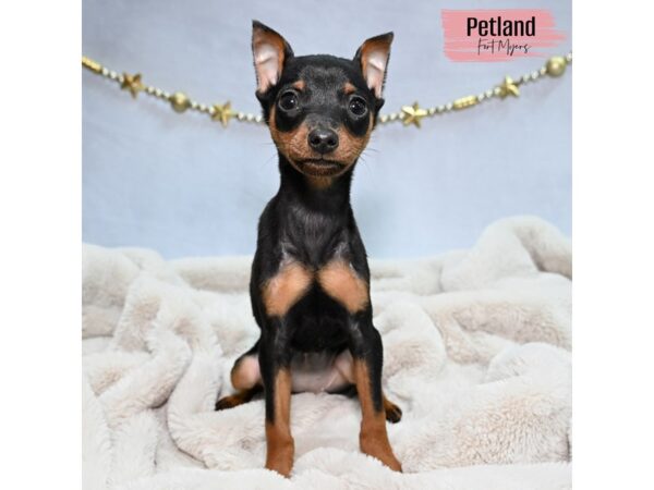 Miniature Pinscher--Female---Petland Fort Myers, Florida