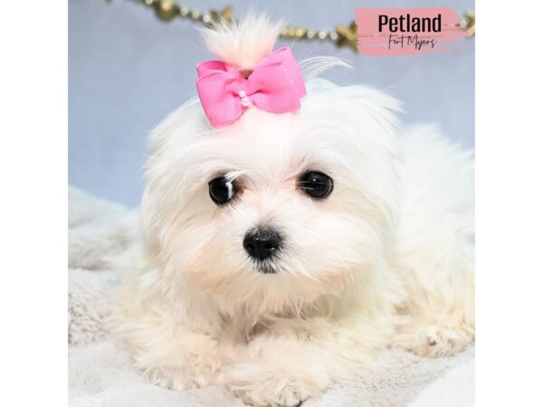 Maltese--Female---Petland Fort Myers, Florida